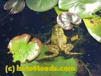 /home//u458753944/public_html/sourcegallery/////////////////////Frogs/More bullfrogs/DSCN5483.JPG